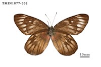 藏品(豔粉蝶)的圖片